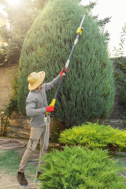 Tree Removal for Businesses